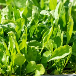 spinach, leaves, plants, green, fresh, organic, food, vegan, planning, nature, tree, health, grass, diet, energy, salad, raw, detox, vegetable, vitamin, spinach, spinach, spinach, spinach, spinach