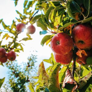 Vibrant red apples glistening with dewdrops hang from a branch in a sunlit orchard.